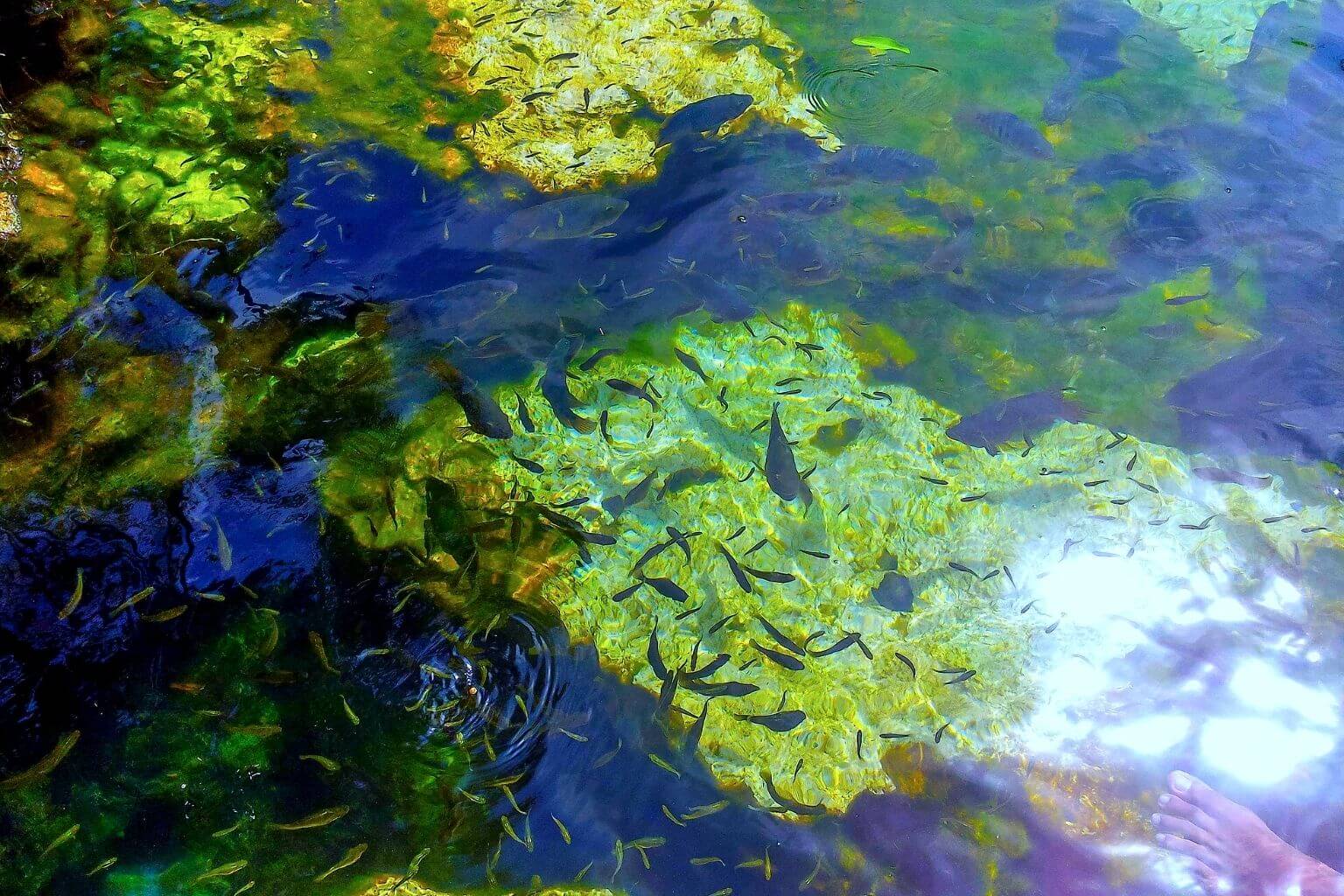 Cenote Fish Spa