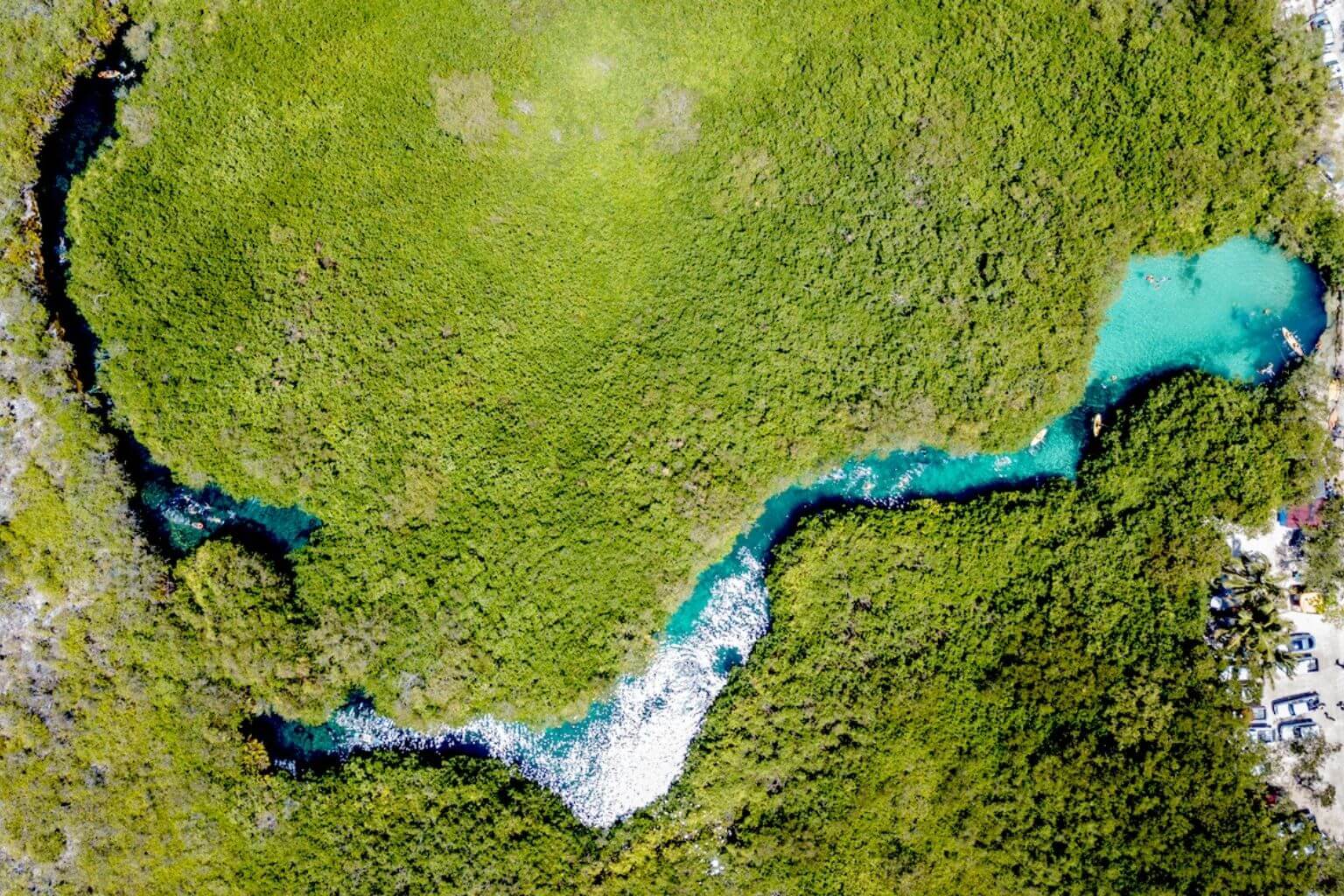Cenote manatee