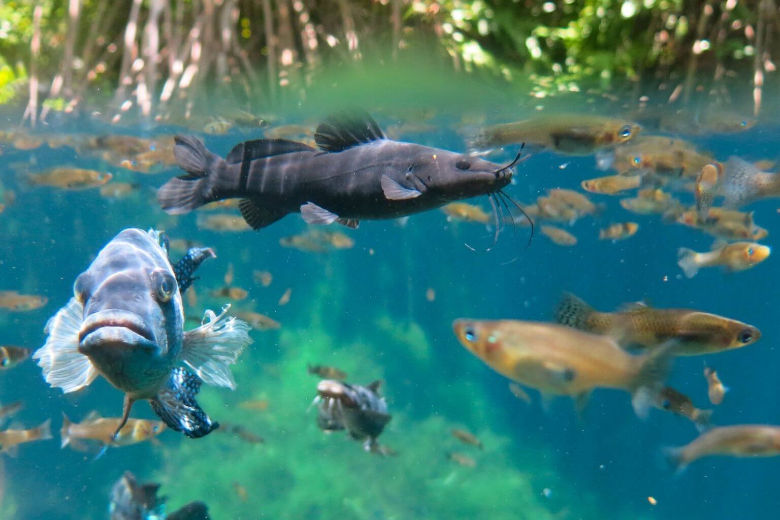 Fish in Cenote
