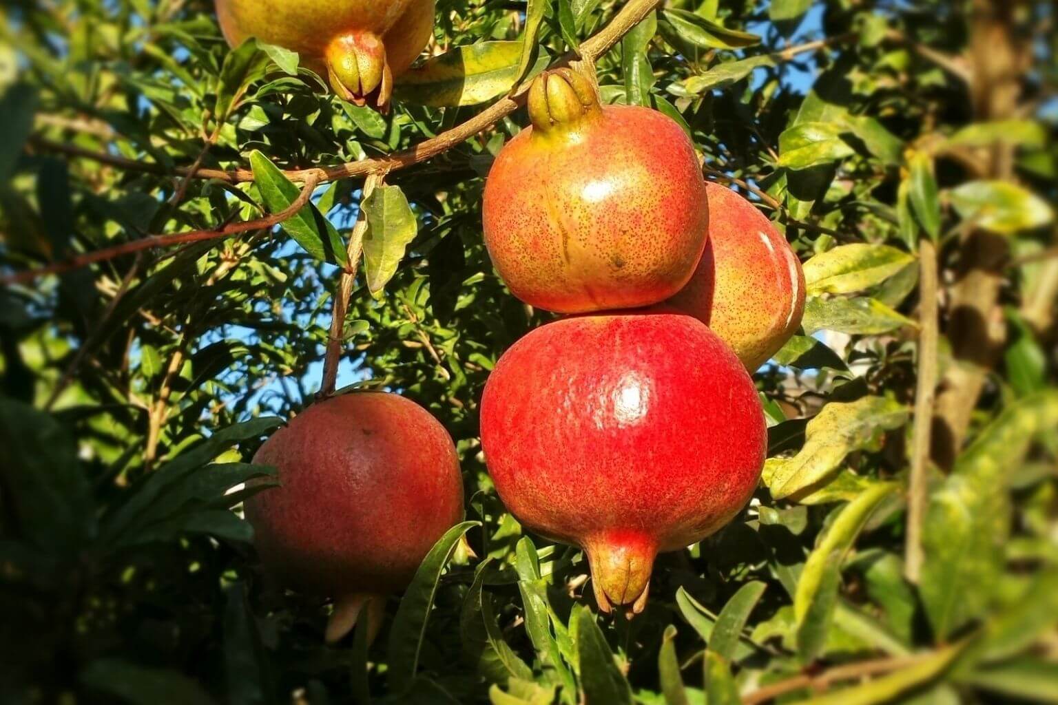 Pomegranates in Puebla