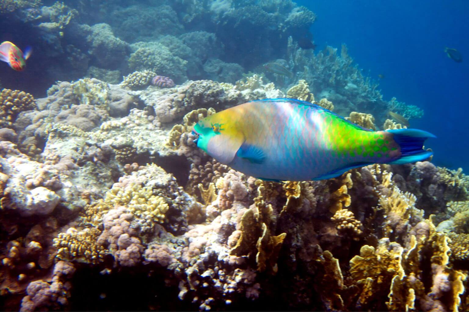 Snokeling in Puerto Aventuras