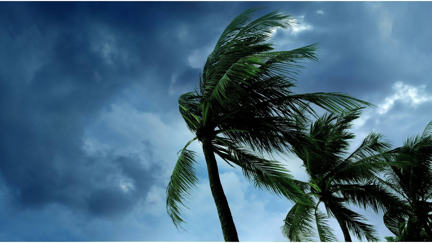 Dark skies and palm trees blowing in the wind before a storm.