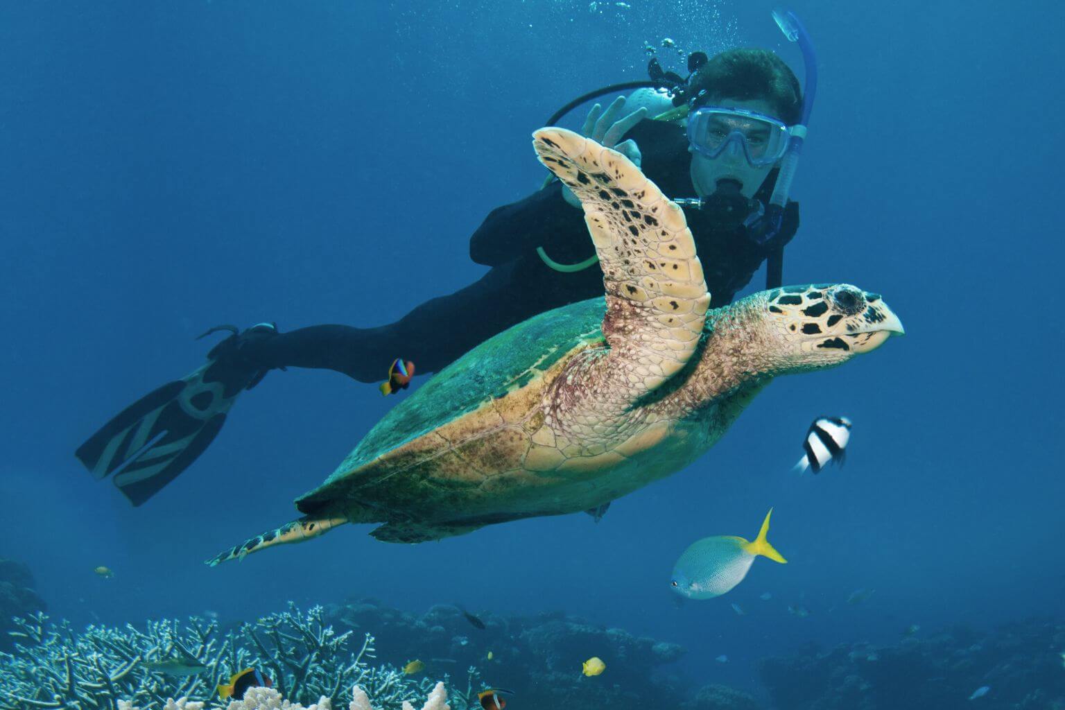 Scuba Diving Puerto Aventuras