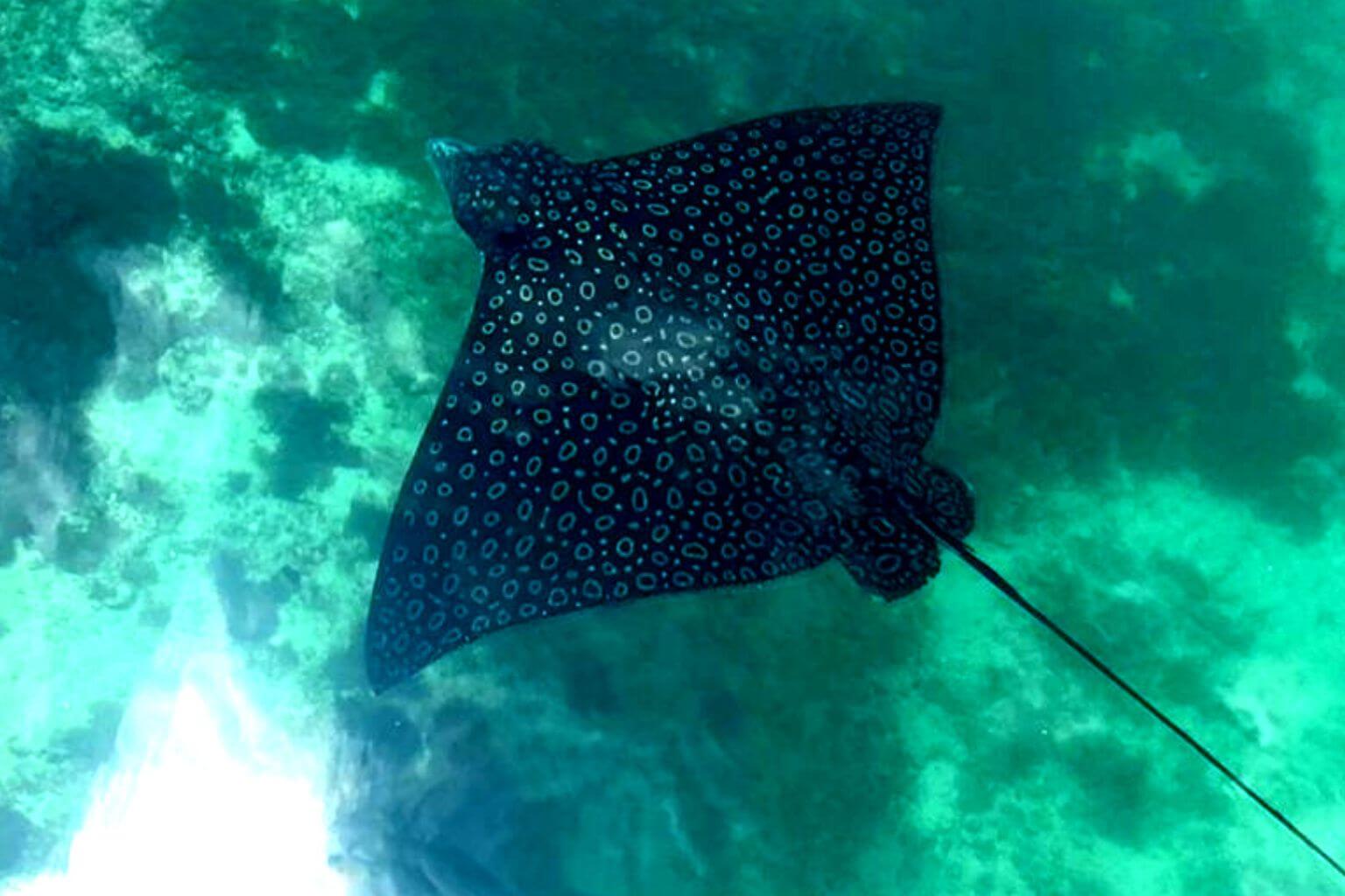 Spotted Eagle Ray Puerto Aventuras