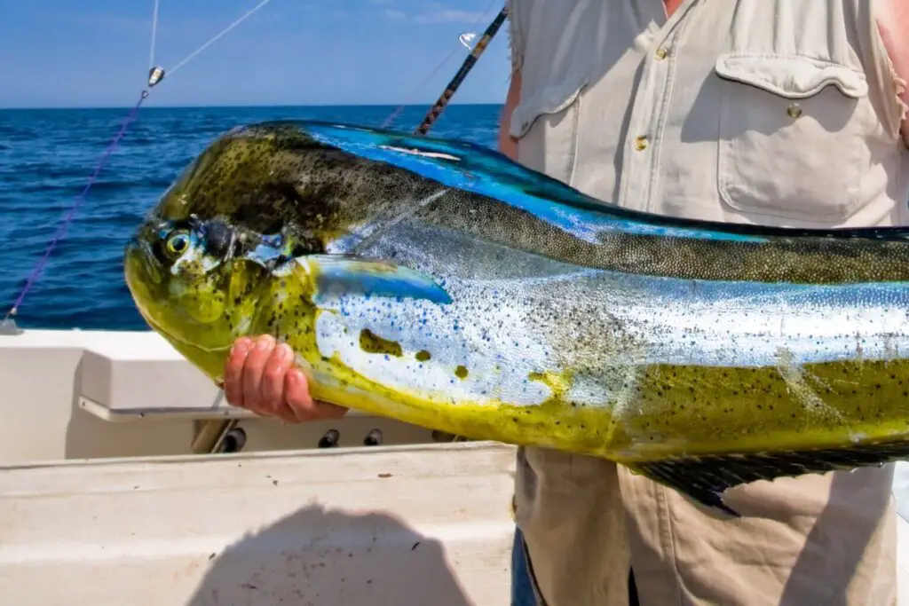 fisherman with mahi mahi