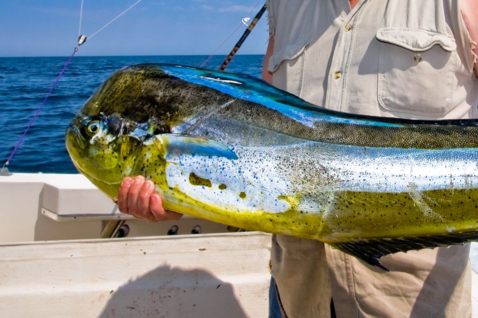 Man holding Mahi-Mahi, or dorado. Also known as dolphin fish.