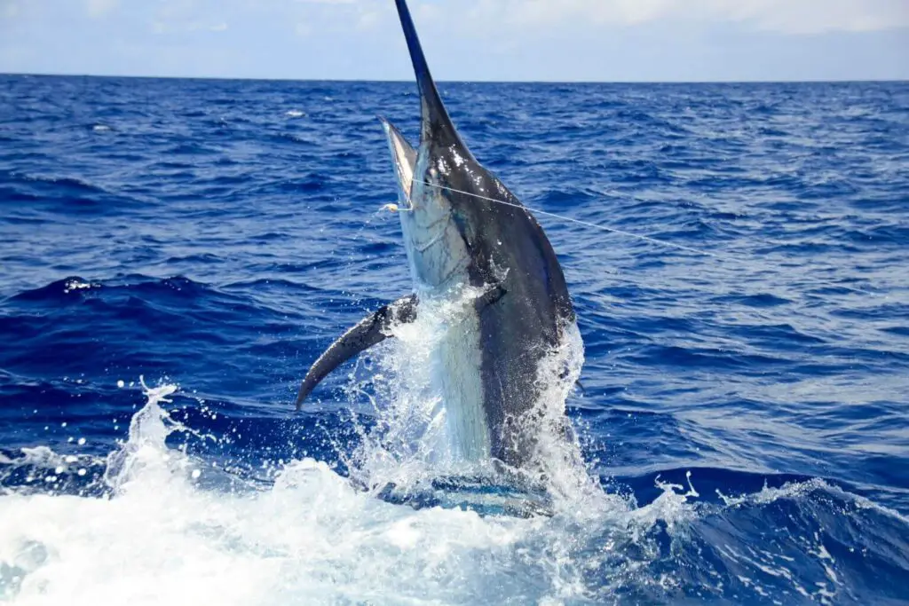 marlin jumping