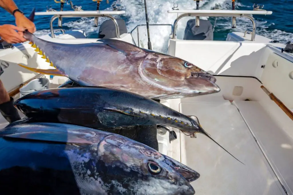 fish in boat