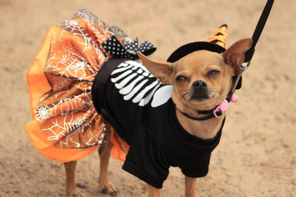Puerto Aventuras Halloween Dog Costume Contest