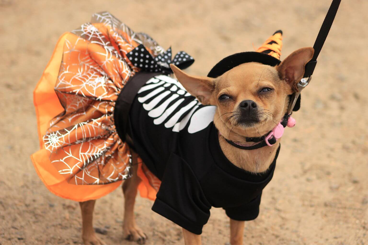 Animal Care Center of Shorewood - Pet Halloween Costume Contest is