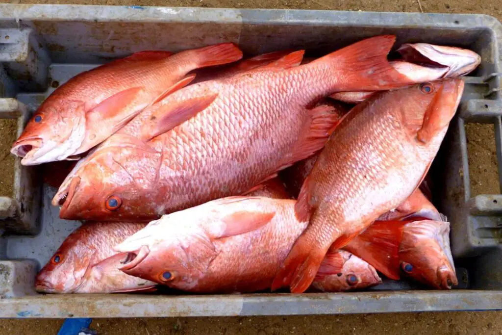 Red snapper in cooler