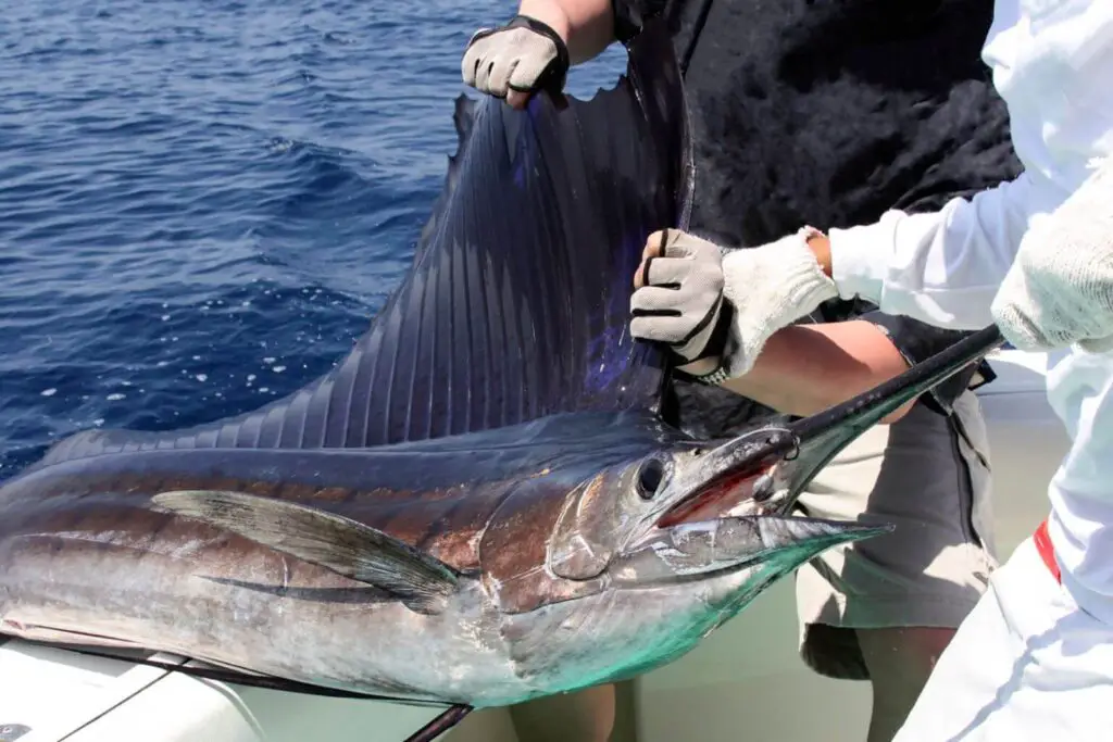 Fisherman with sailfish