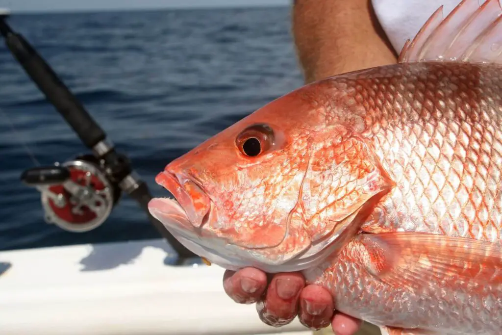 Fisherman with red snapper