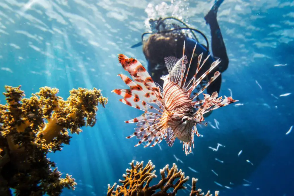 spear fisher and lionfish