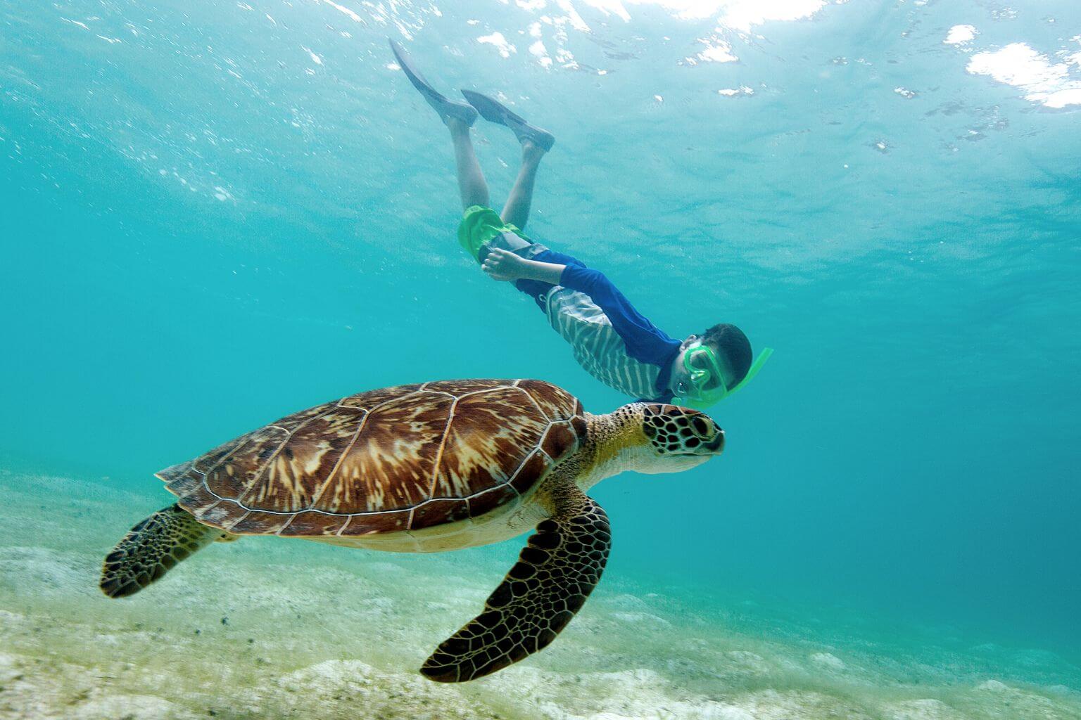 Swim with Sea Turtles in Akumal