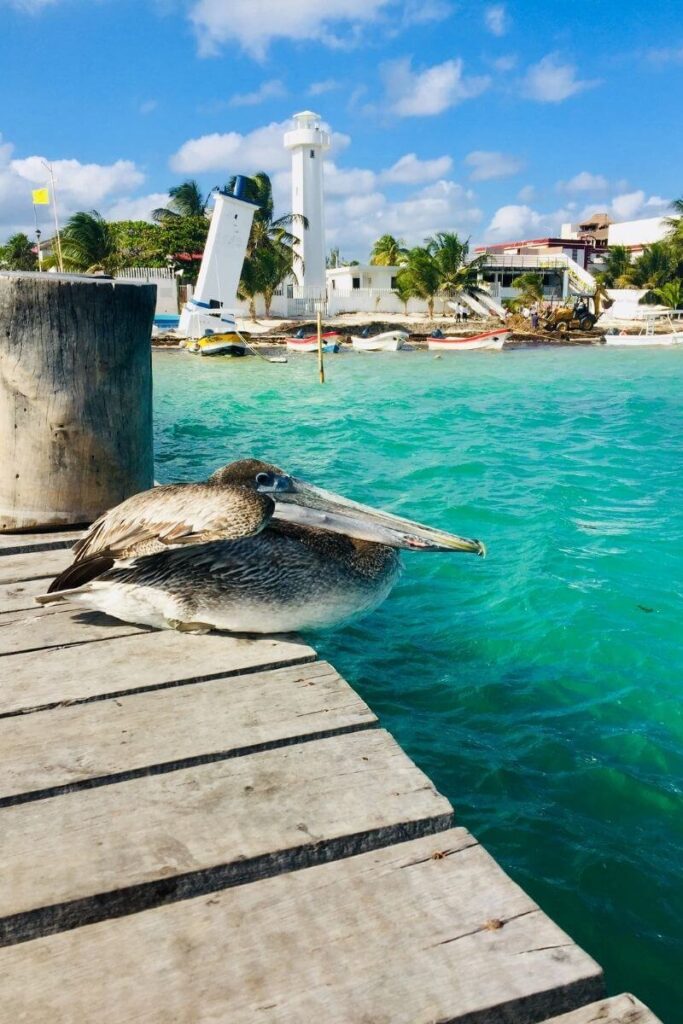a pelican on the dock and the famous leaning lighthouse of puerto morelos