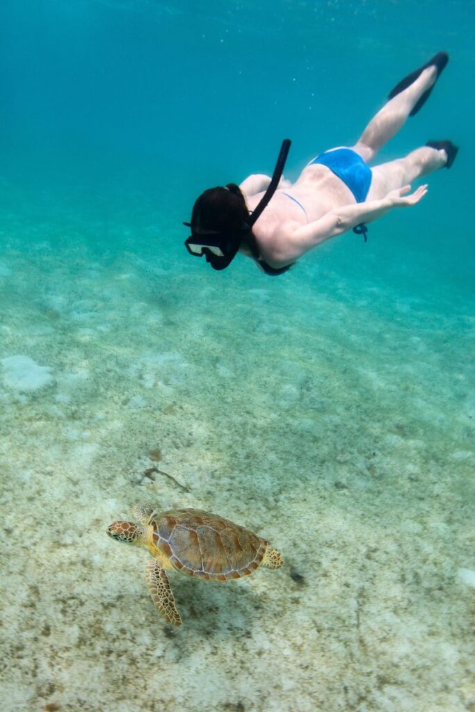 snorkeling with a sea turtle in akumal
