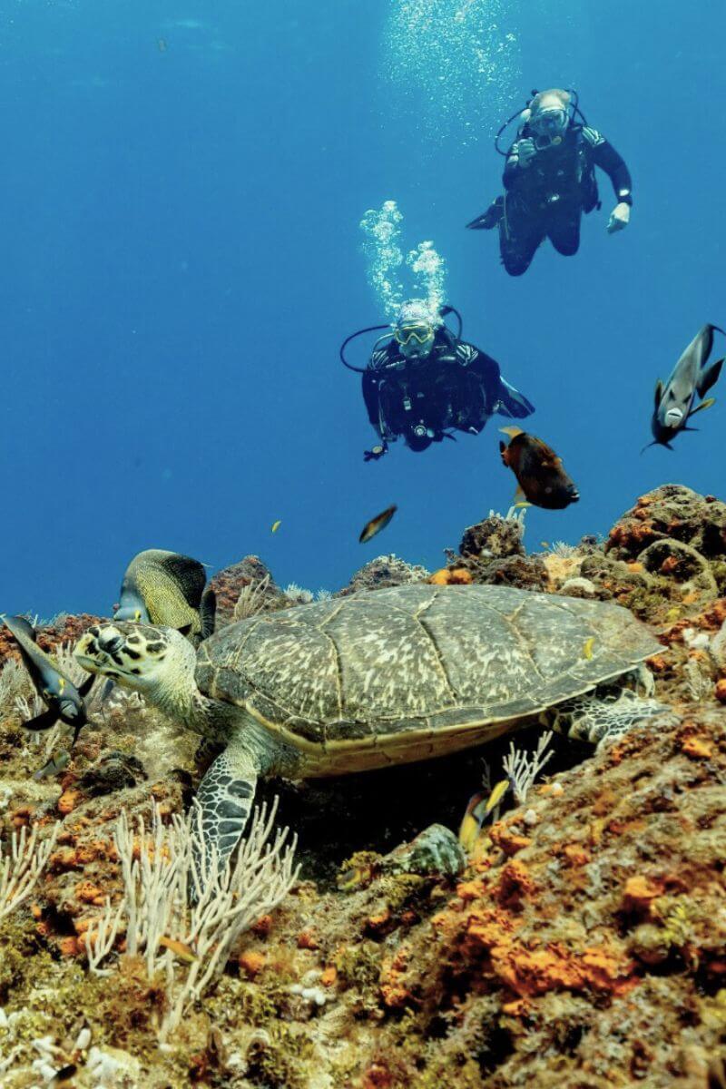 Two divers looking at a turtle swimming over a reef.