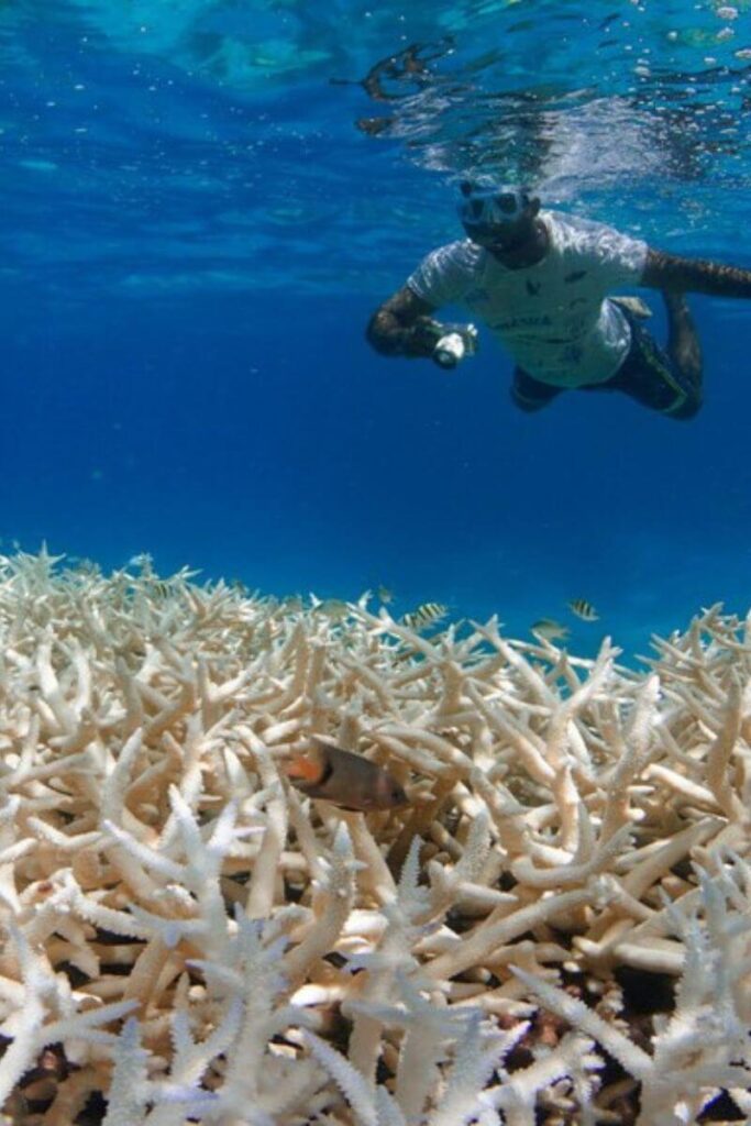 a man snorkeling over Bleached coral