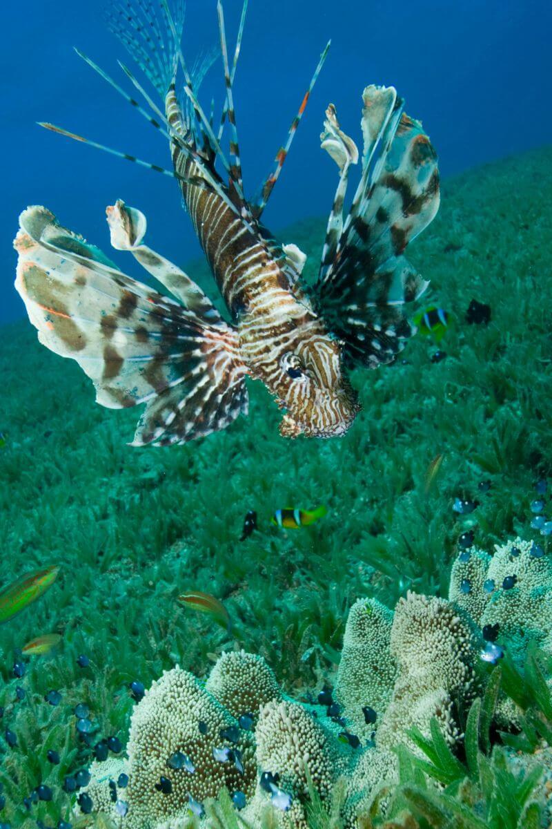 Lionfish on the Reef