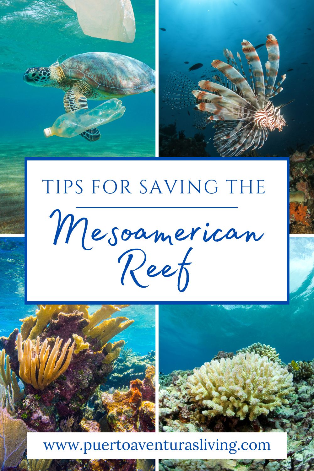 Saving the MesoAmerican Reef Pin 