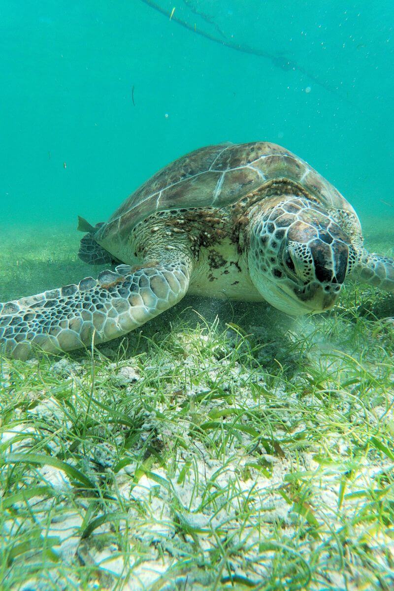 A Turtle Feeding on sea grass in Akumal