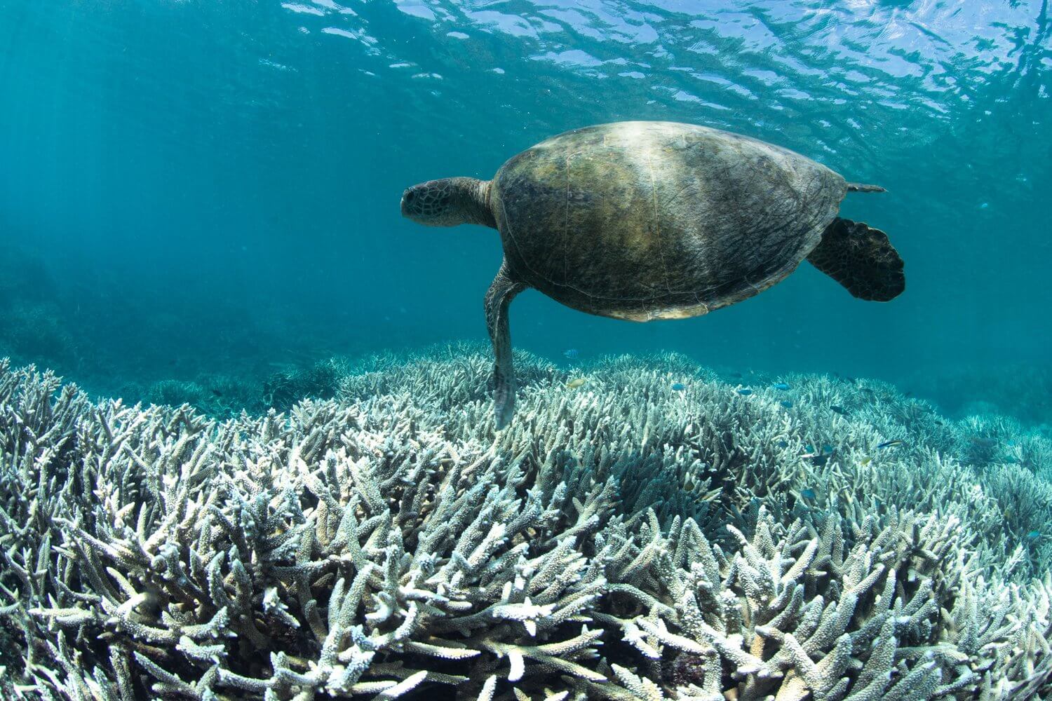 A turtle swimming over bleached coral reef.