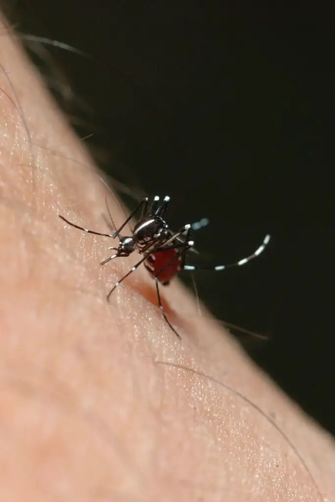 mosquito biting a human