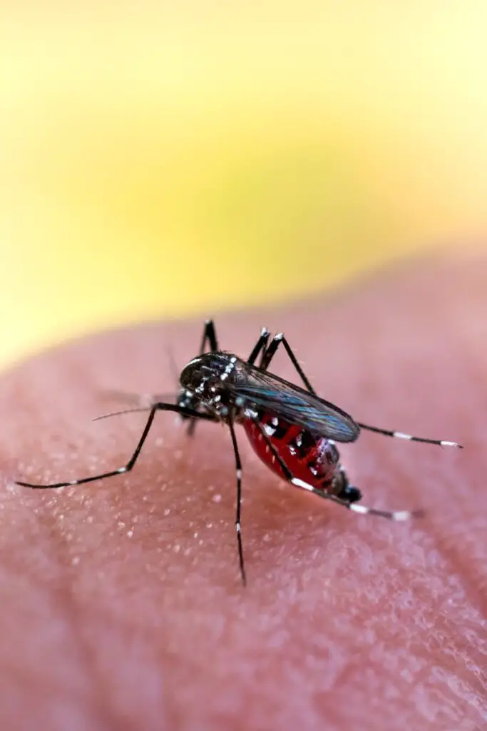 Aedes aegypti mosquito on a person's skin