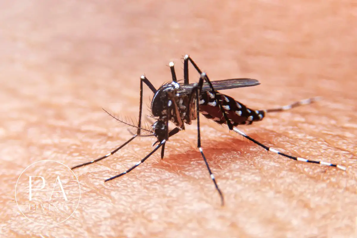 how to avoid dengue