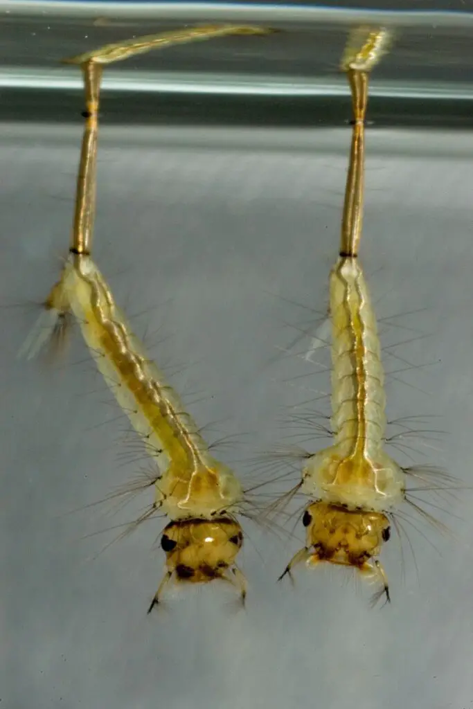 Mosquito larvae