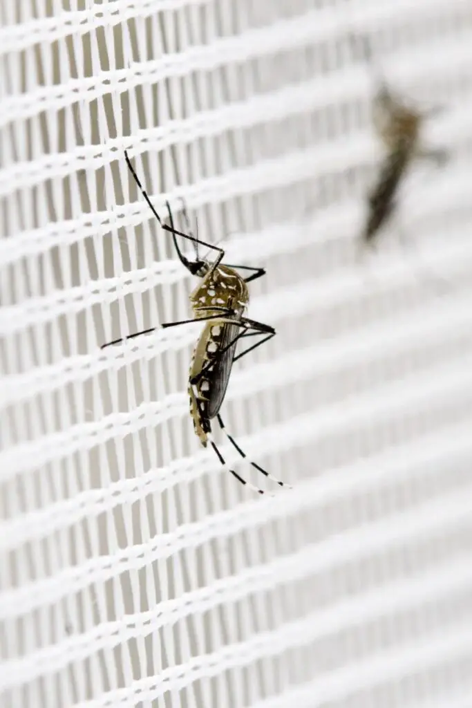 mosquito on a fine mesh net