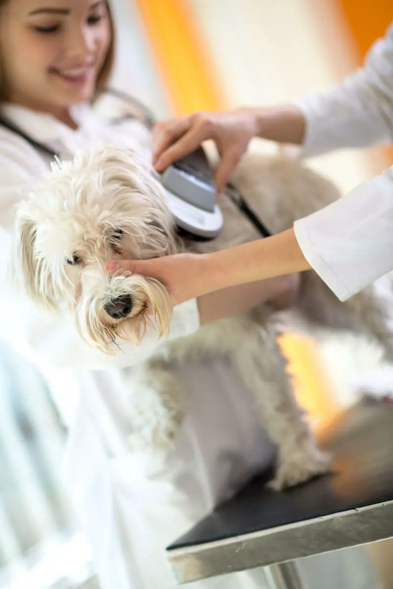 dog being scanned for a microchip