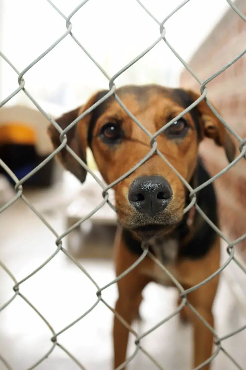 dog detained in a quarantine facility