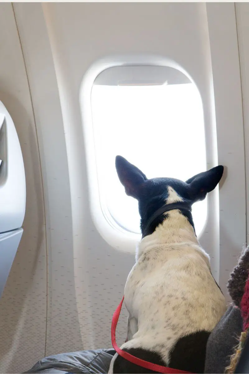 dog looking out the window on a place