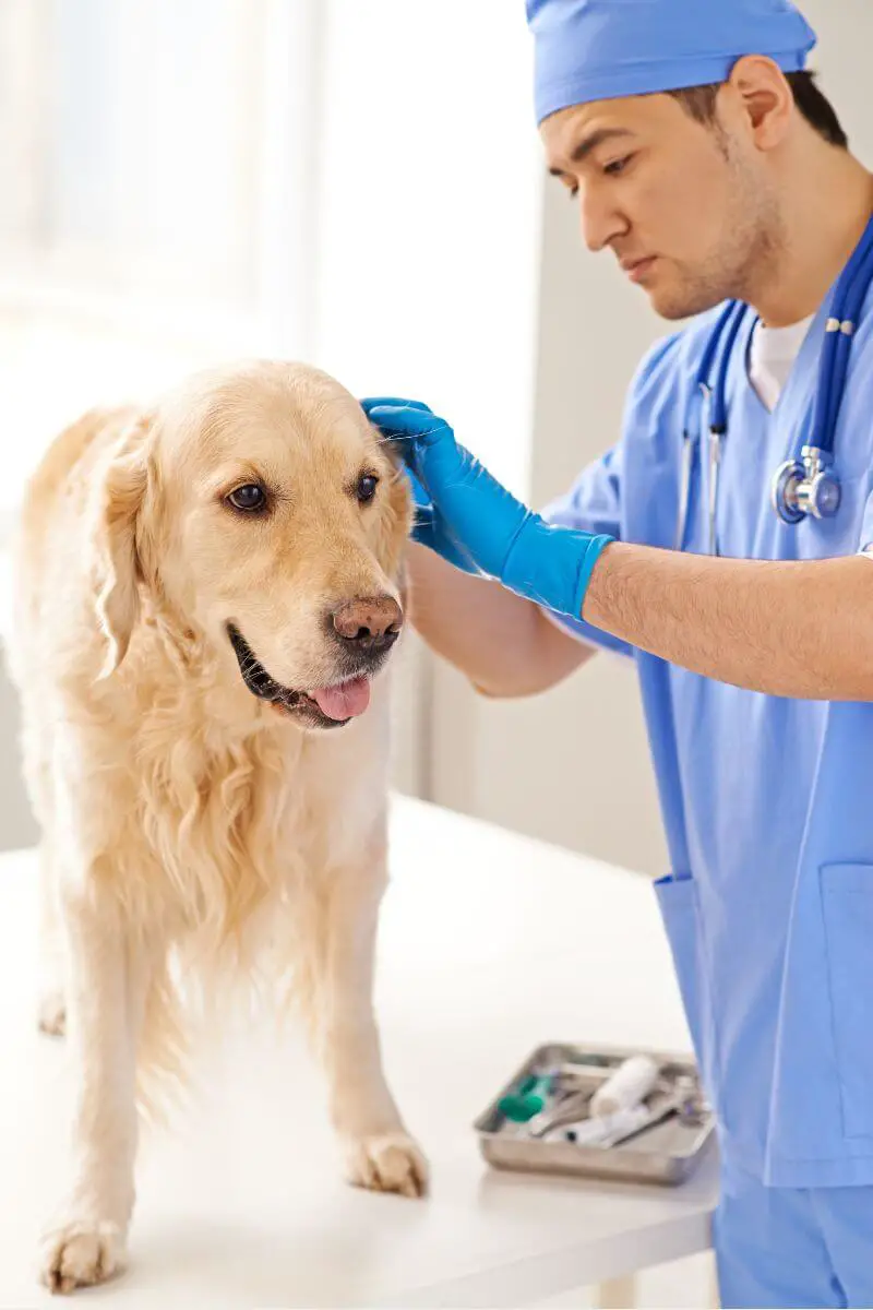 golden retreiver dog at the vet