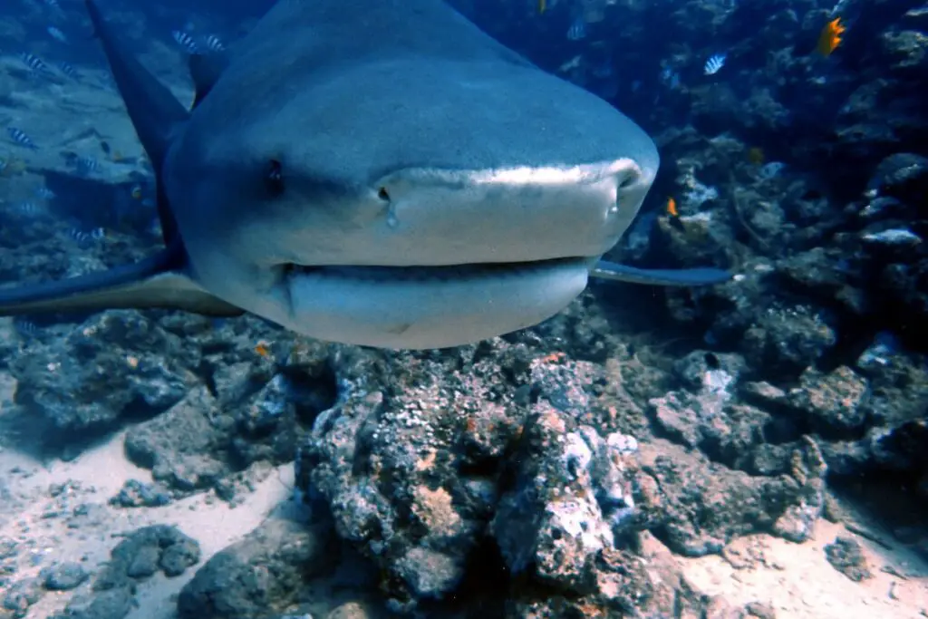 Bull shark season on the Riviera Maya 