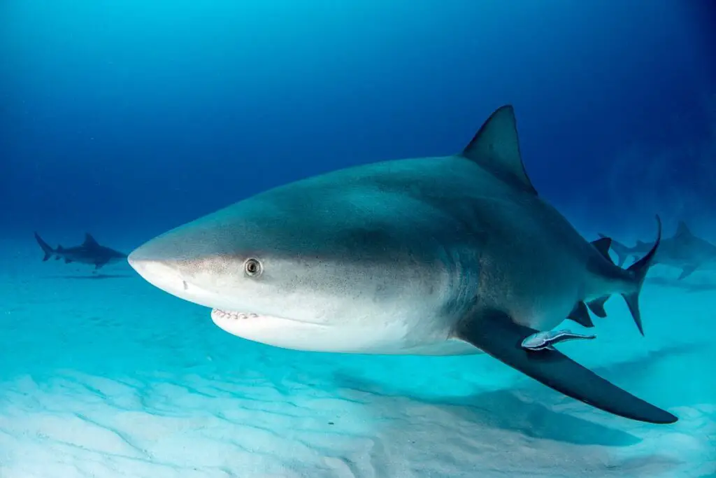 Bull shark season on the Riviera Maya 