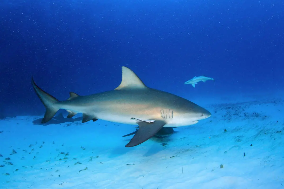 Bull shark season on the Riviera Maya