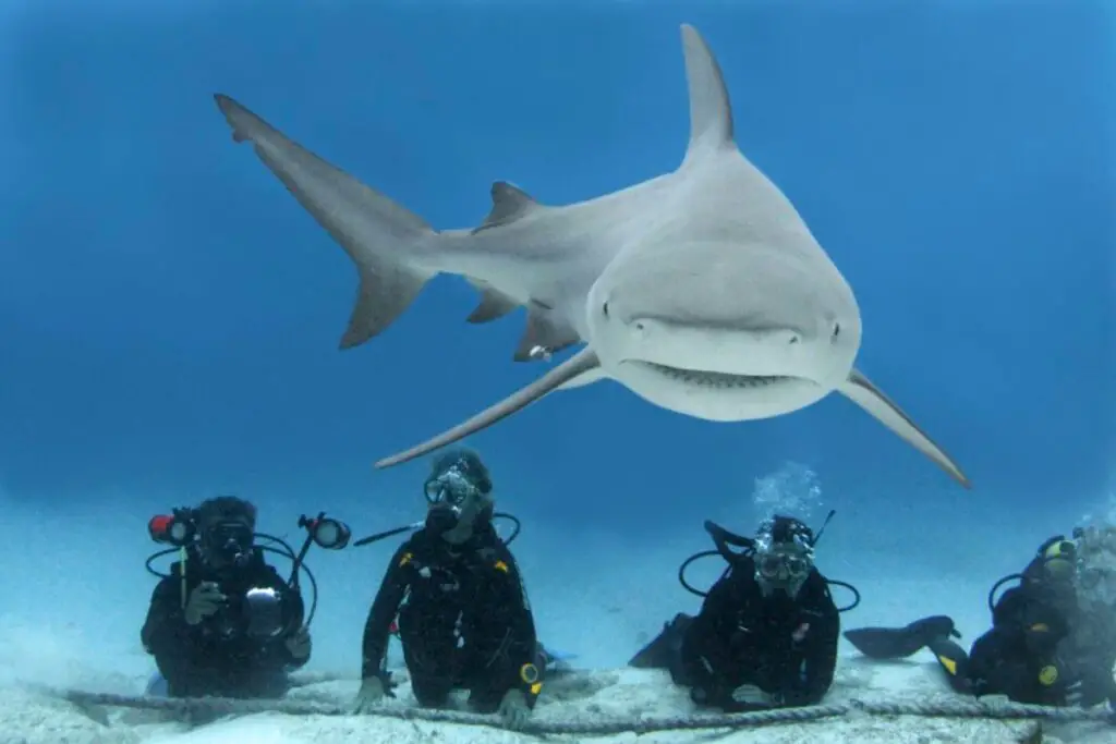 Bull shark season on the Riviera Maya 