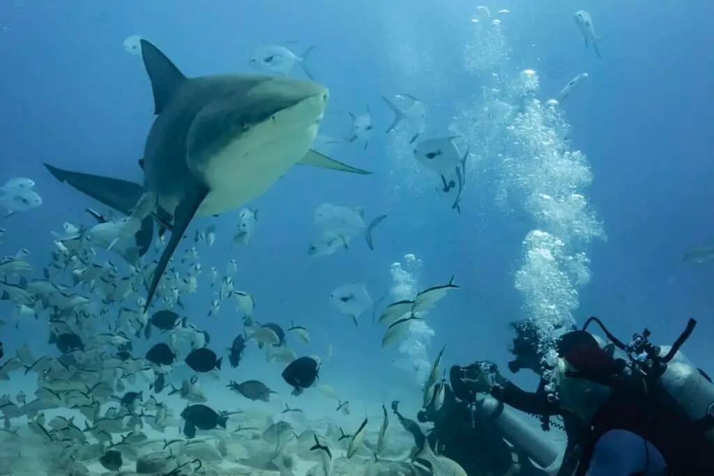 Bull shark season on the Riviera Maya 