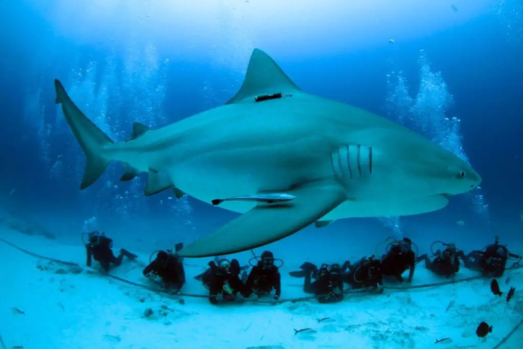 Bull shark season on the Riviera Maya 