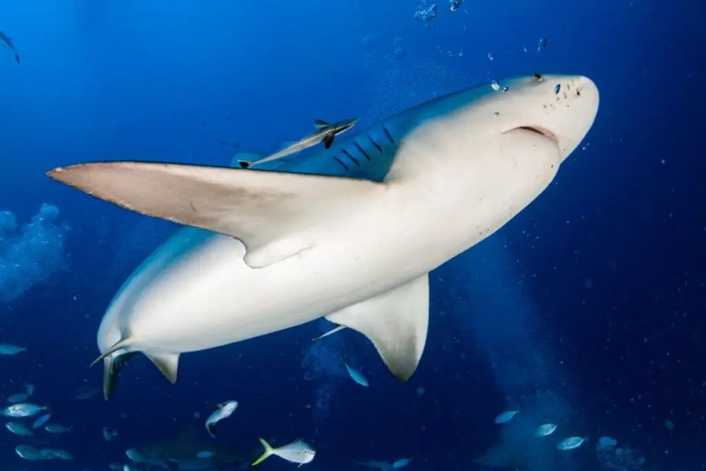 Bull shark season on the Riviera Maya 