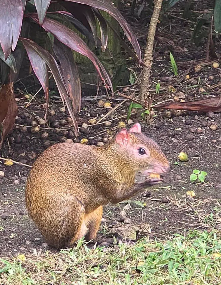 Agouti eating, wild animals in puerto aventuras