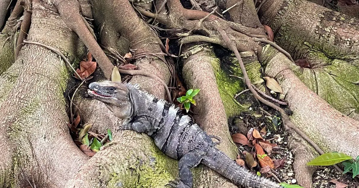 Black Spiny Tailed Iguana (1)