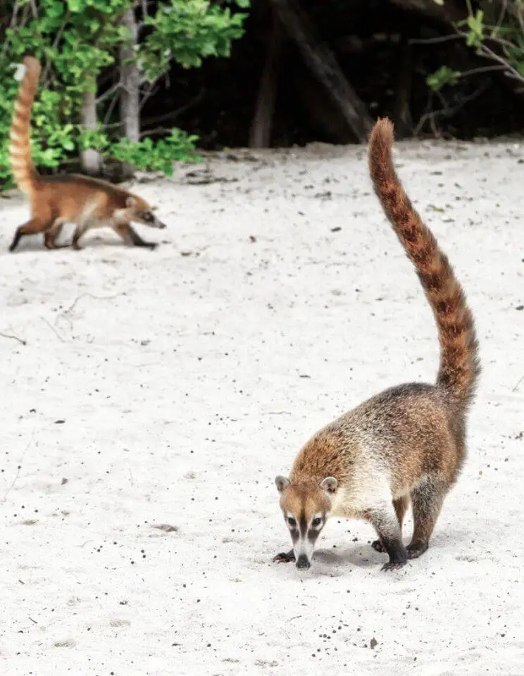Coatimundi on the beach