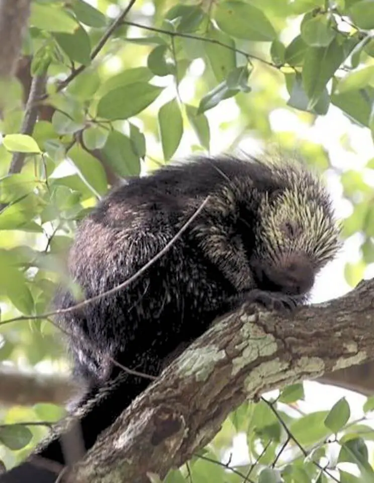 Hairy Dwarf Porcupine