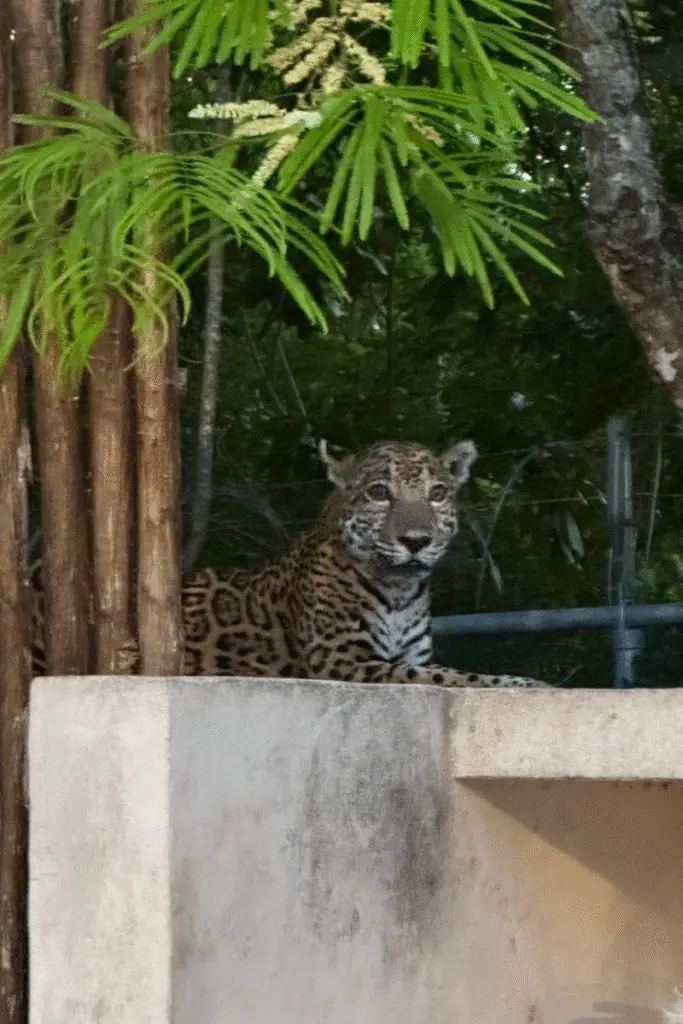 Jaguar Puerto Aventuras jaguar in puerto aventuras