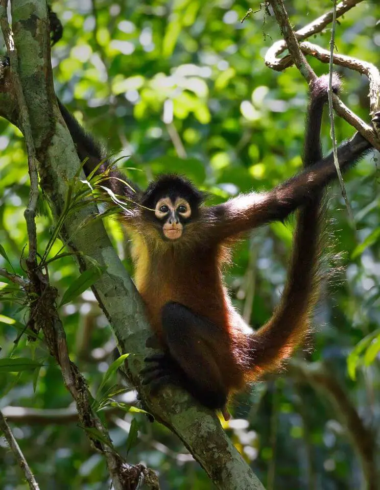 Spider Monkey in the trees
