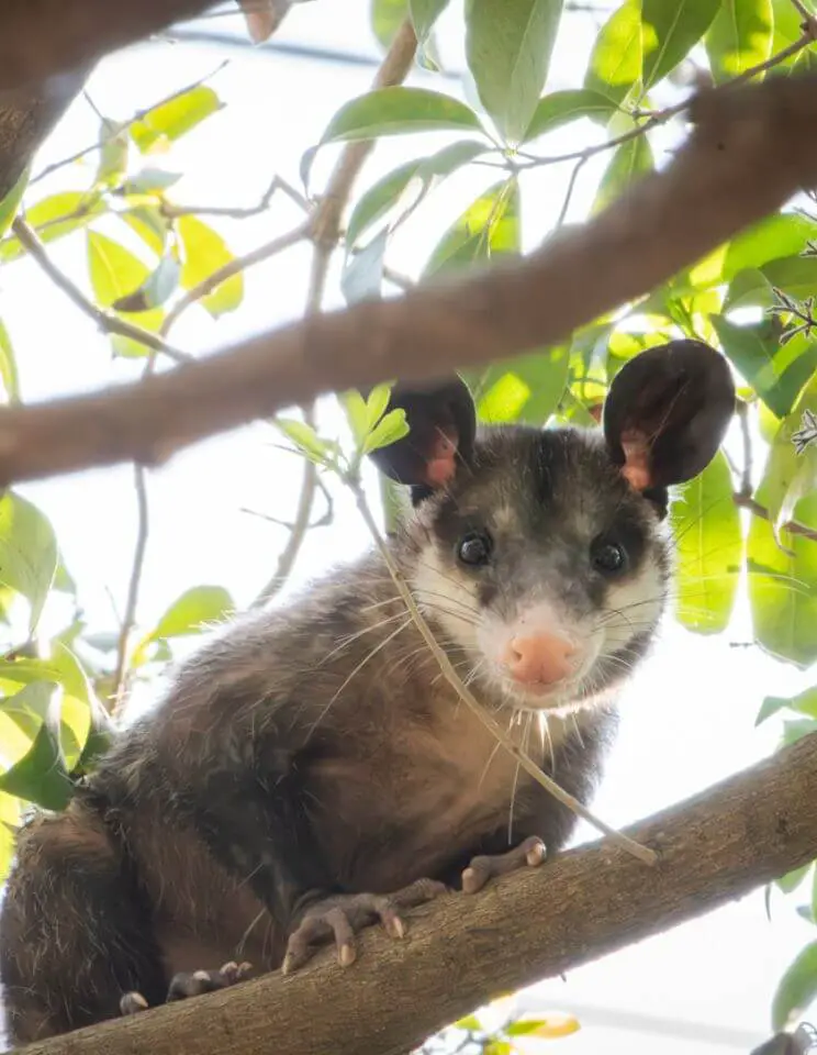 Tlacuache - Mexican opossum